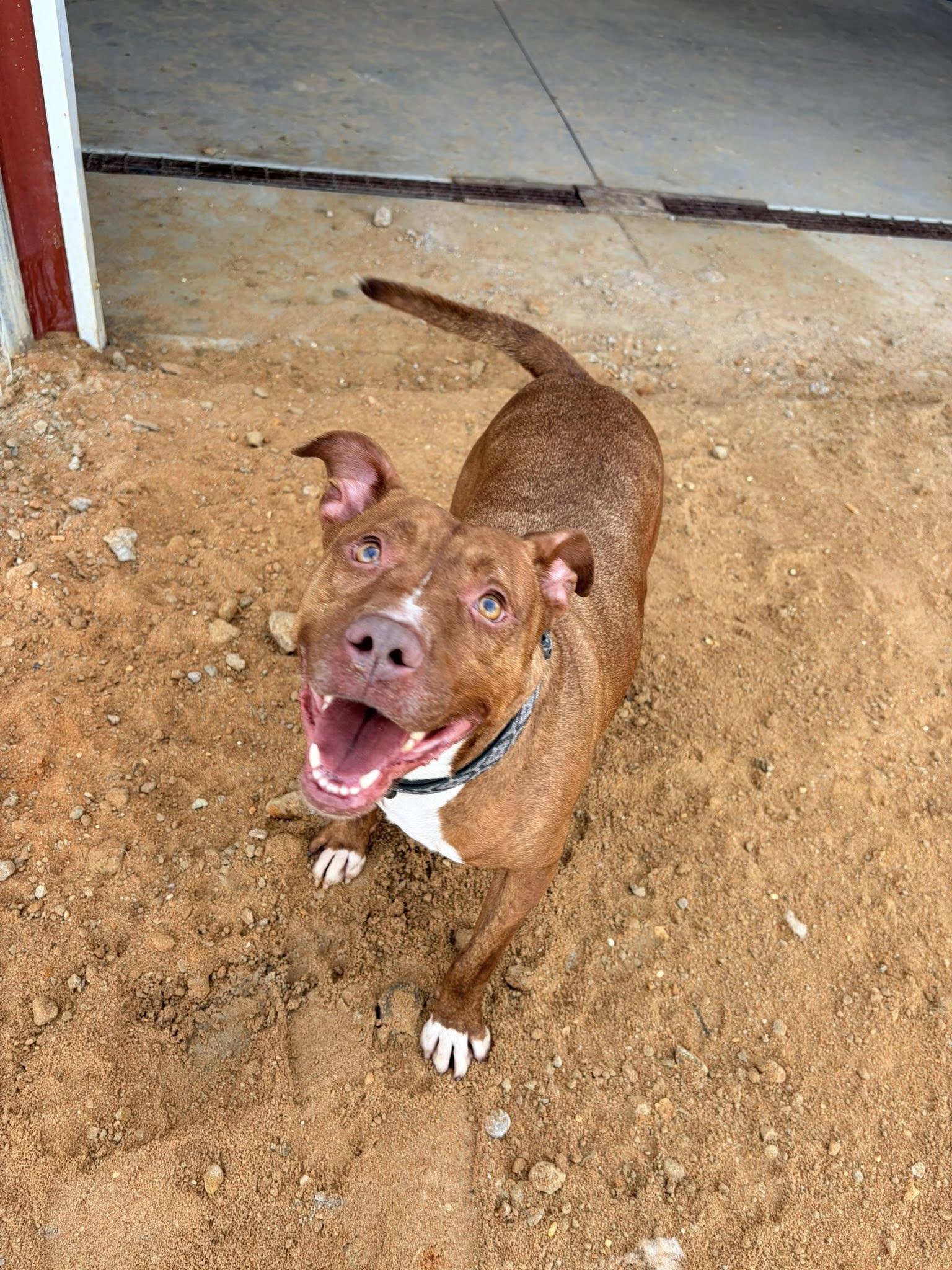 Enlarge Honey, a Adoptable Mixed Breed in Mullins, SC image 5/6