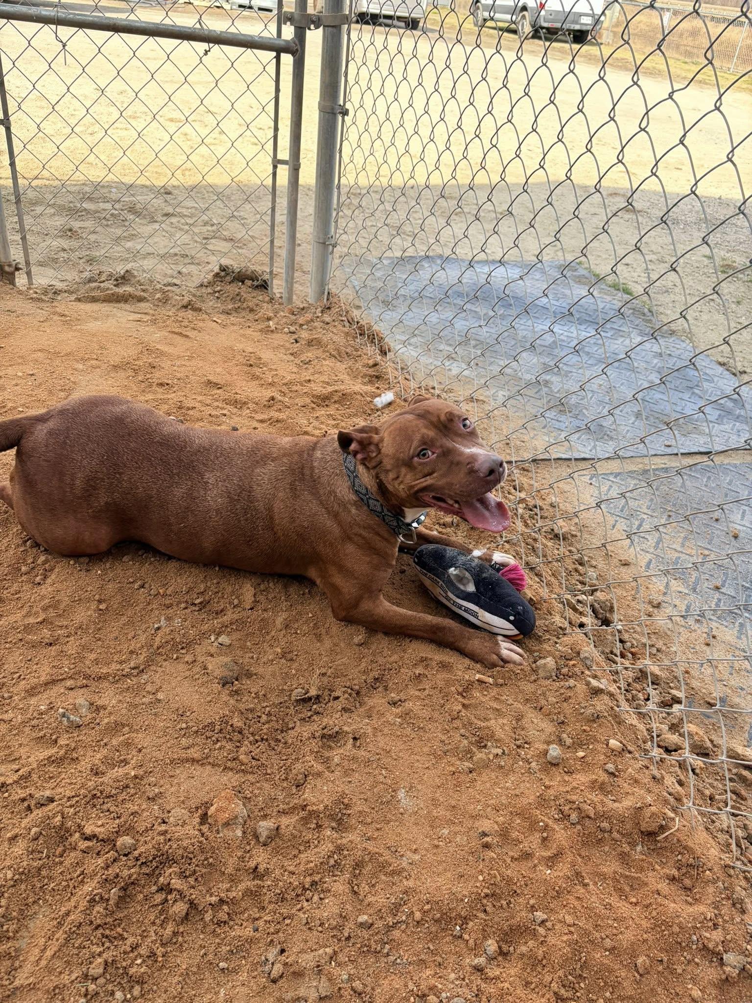 Enlarge Honey, a Adoptable Mixed Breed in Mullins, SC image 6/6