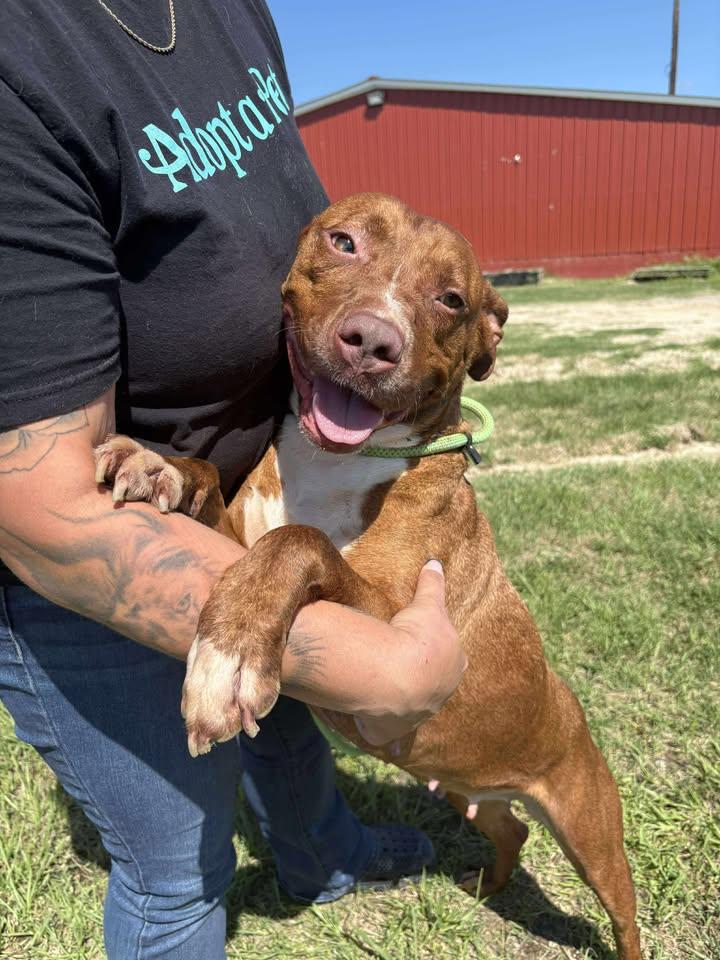 Enlarge Honey, a Adoptable Mixed Breed in Mullins, SC image 4/6