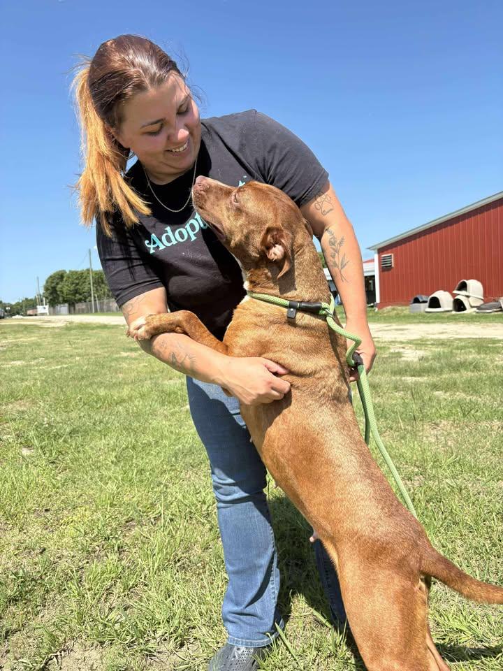 Enlarge Honey, a Adoptable Mixed Breed in Mullins, SC image 5/6