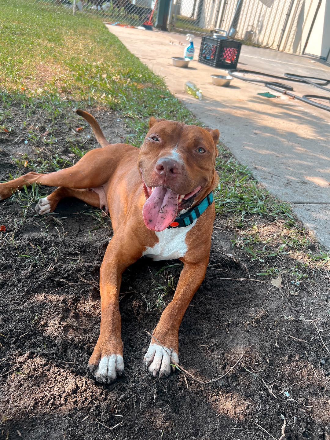 Enlarge Honey, a Adoptable Mixed Breed in Mullins, SC image 6/6