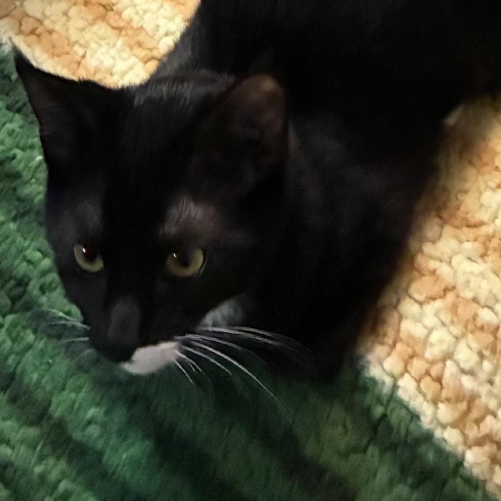 Enlarge Desperado, a Adoptable Domestic Short Hair in Ferndale, WA image 1/1