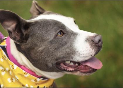 Enlarge Tulip, a ADOPTABLE Mixed Breed in Hamilton, OH image 2/3