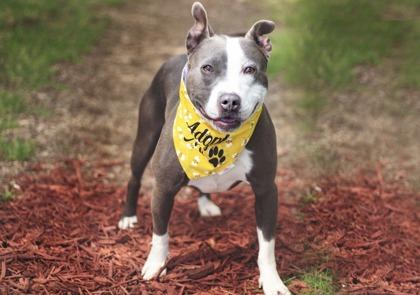 Enlarge Tulip, a ADOPTABLE Mixed Breed in Hamilton, OH image 3/3