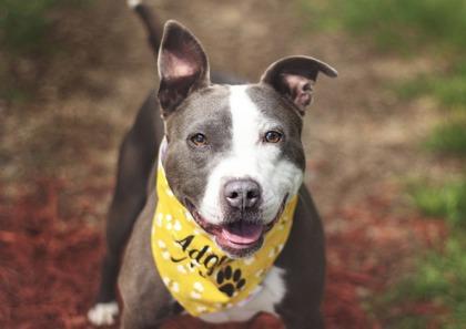 Tulip, ADOPTABLE, Young Female Mixed Breed.
