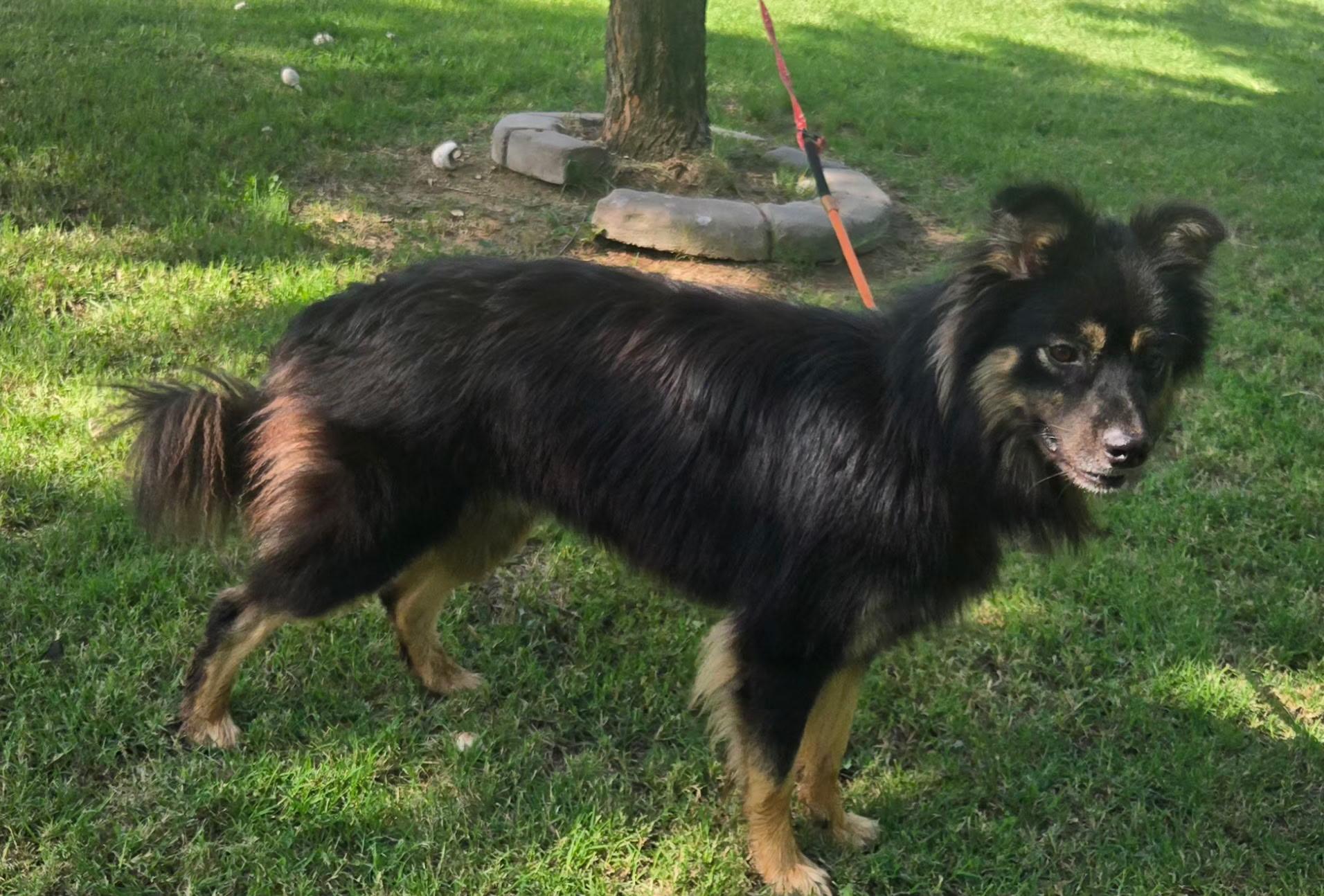 Enlarge COOPER 425, a ADOPTABLE mixed breed in Milwaukee, WI image 5/5