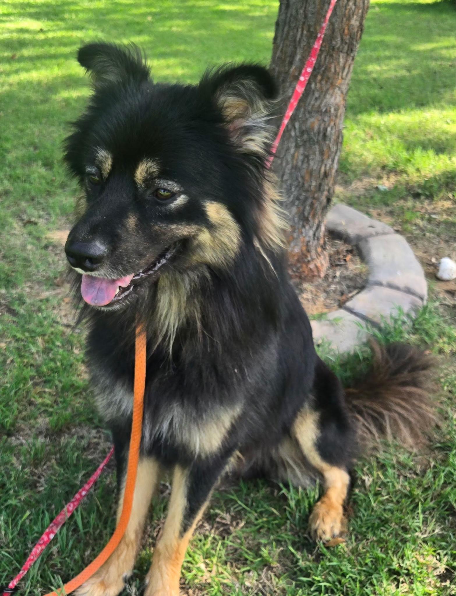 Enlarge COOPER 425, a ADOPTABLE mixed breed in Milwaukee, WI image 2/5