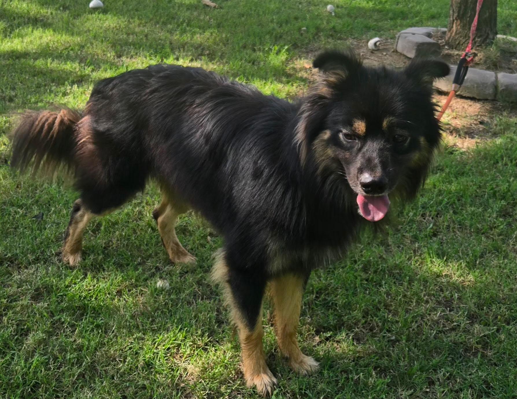 Enlarge COOPER 425, a ADOPTABLE mixed breed in Milwaukee, WI image 3/5