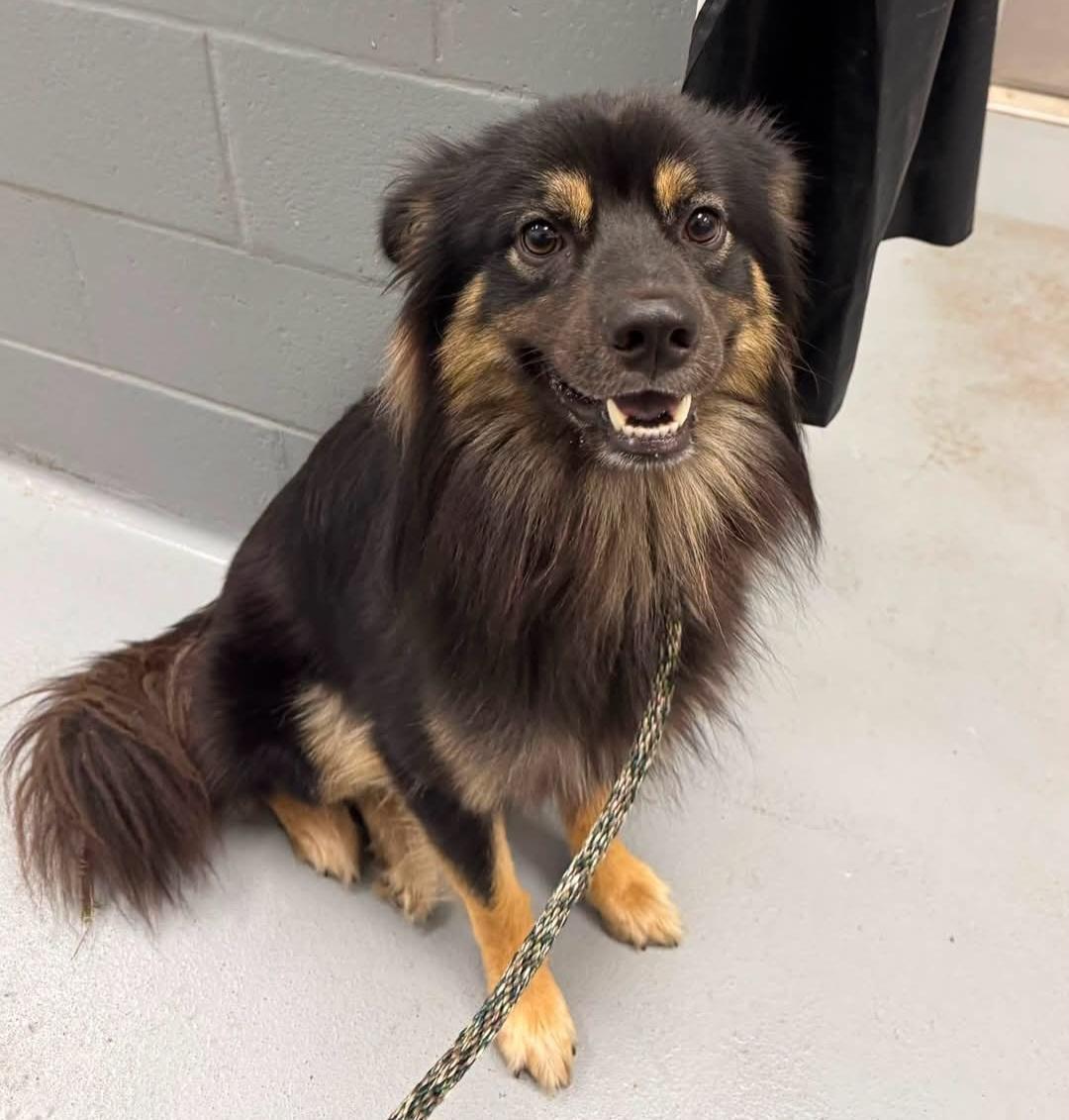 COOPER 425, ADOPTABLE, Young Male Australian Shepherd.