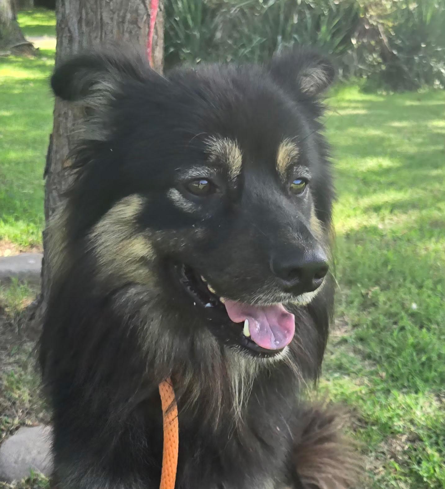 Enlarge COOPER 425, a ADOPTABLE mixed breed in Milwaukee, WI image 4/5