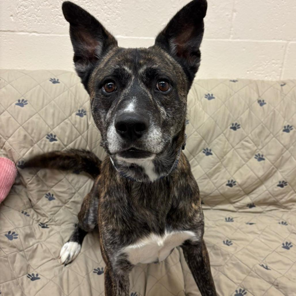 Roman, Adoptable, Adult Male Mixed Breed.