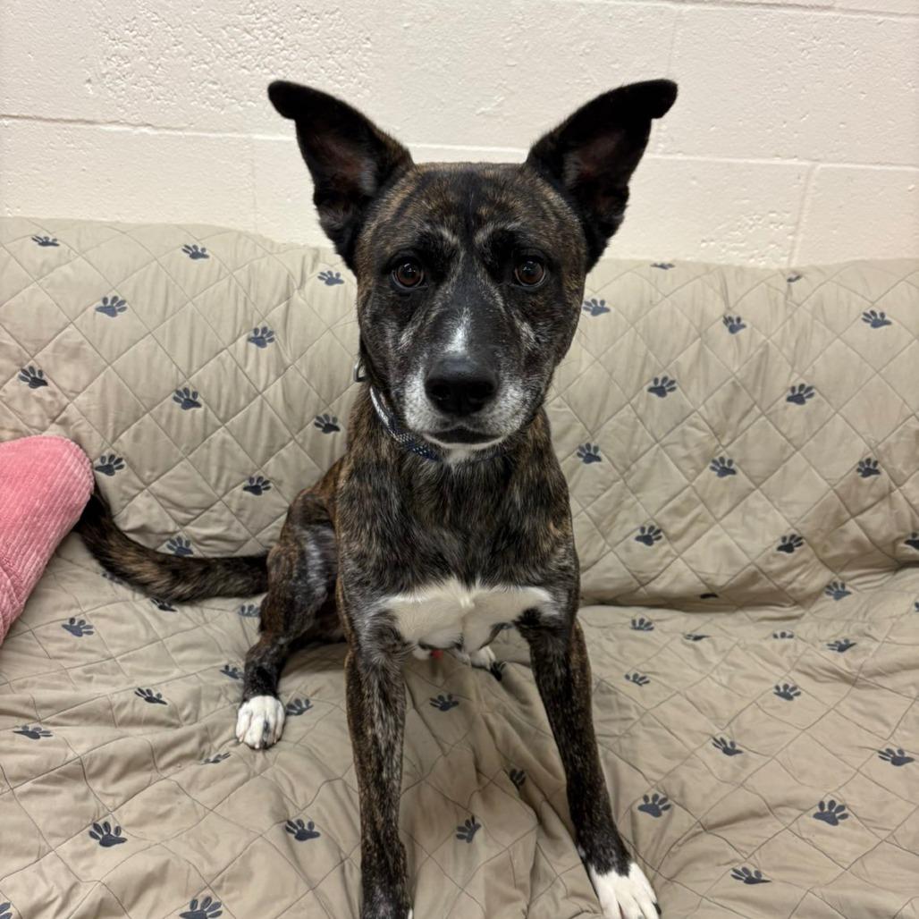 Roman, a Adoptable Mixed Breed in Pontiac, IL image 1/5