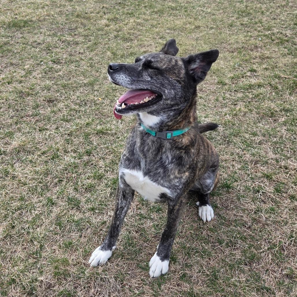 Enlarge Roman, a Adoptable Mixed Breed in Pontiac, IL image 1/6