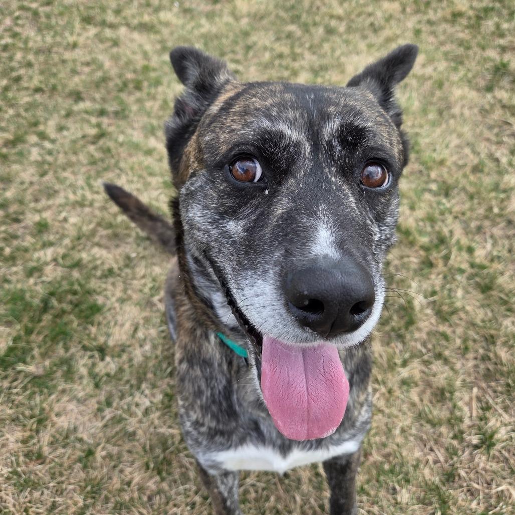 Enlarge Roman, a Adoptable Mixed Breed in Pontiac, IL image 2/6