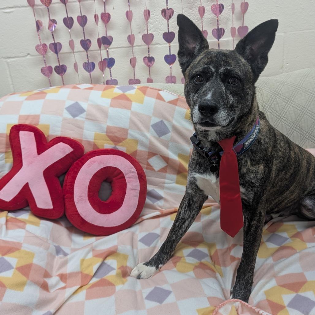 Roman, a Adoptable Mixed Breed in Pontiac, IL image 2/6