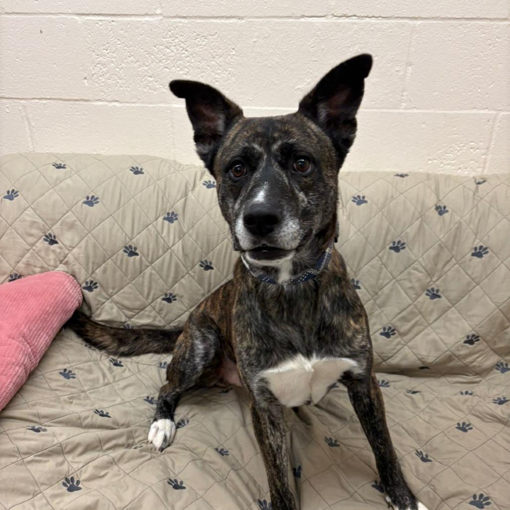 Roman, a Adoptable Mixed Breed in Pontiac, IL image 2/5