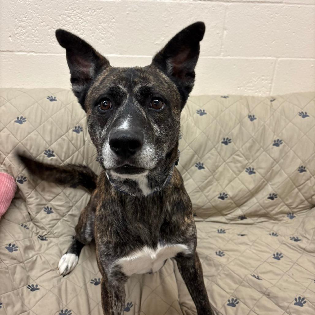 Roman, a Adoptable Mixed Breed in Pontiac, IL image 3/5