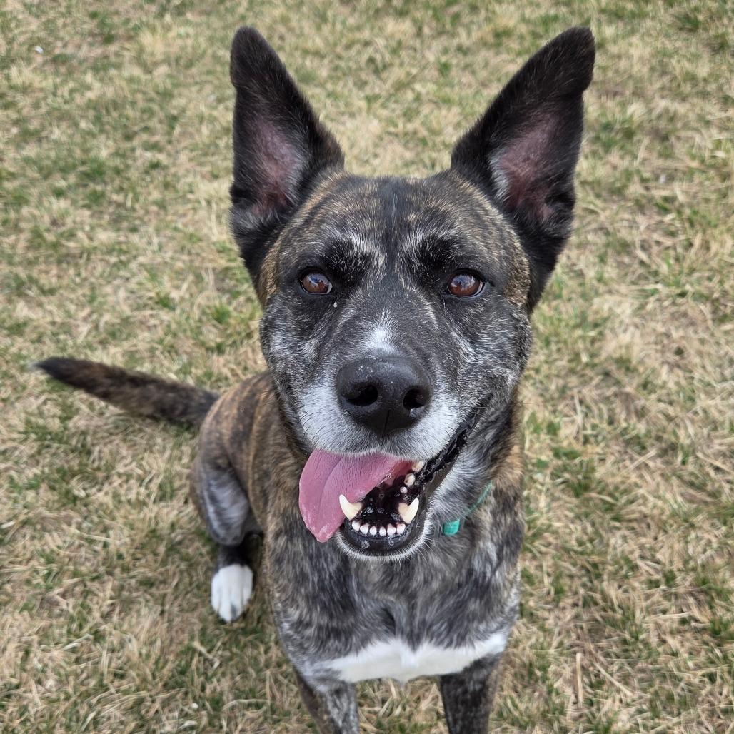 Enlarge Roman, a Adoptable Mixed Breed in Pontiac, IL image 3/6