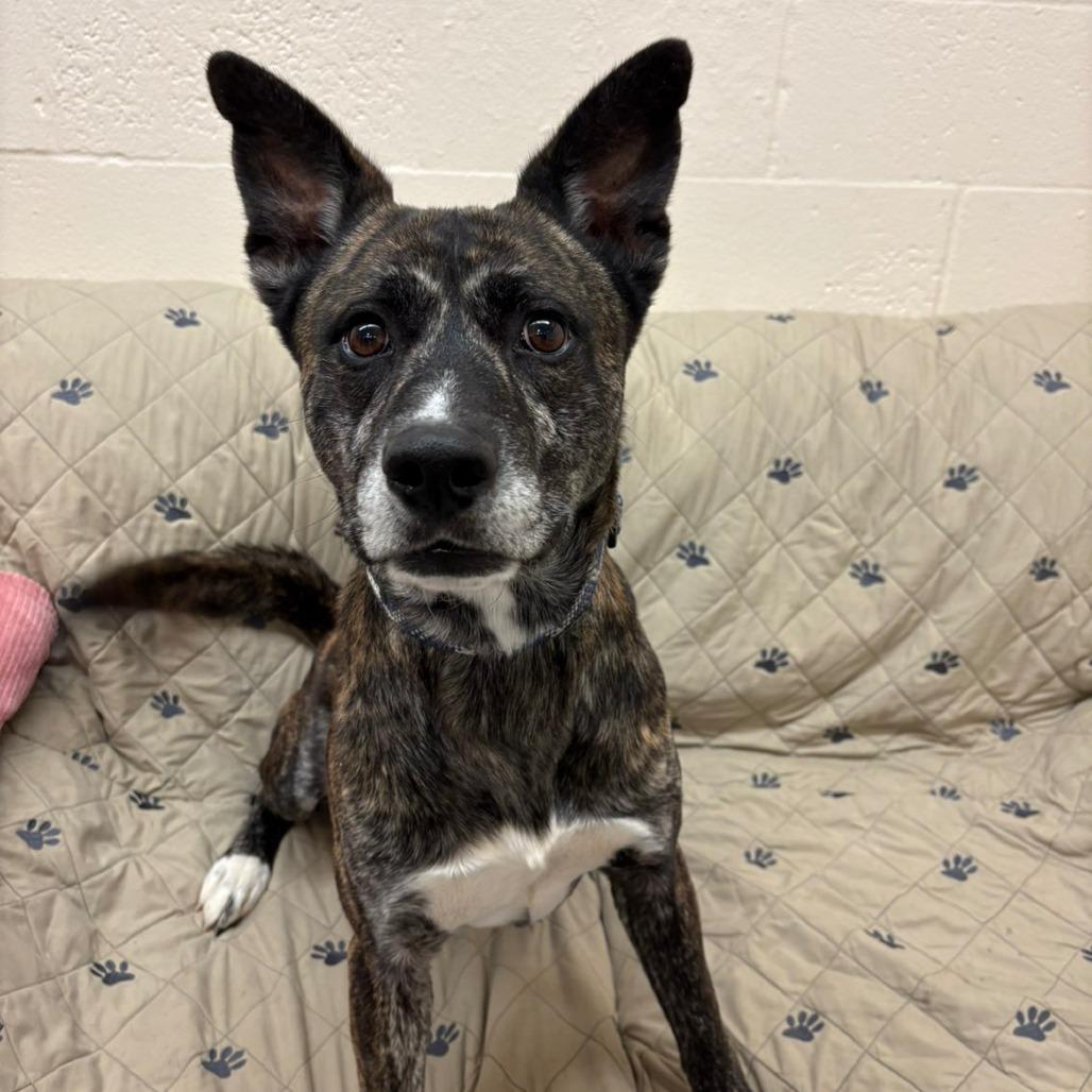 Roman, a Adoptable Mixed Breed in Pontiac, IL image 4/5