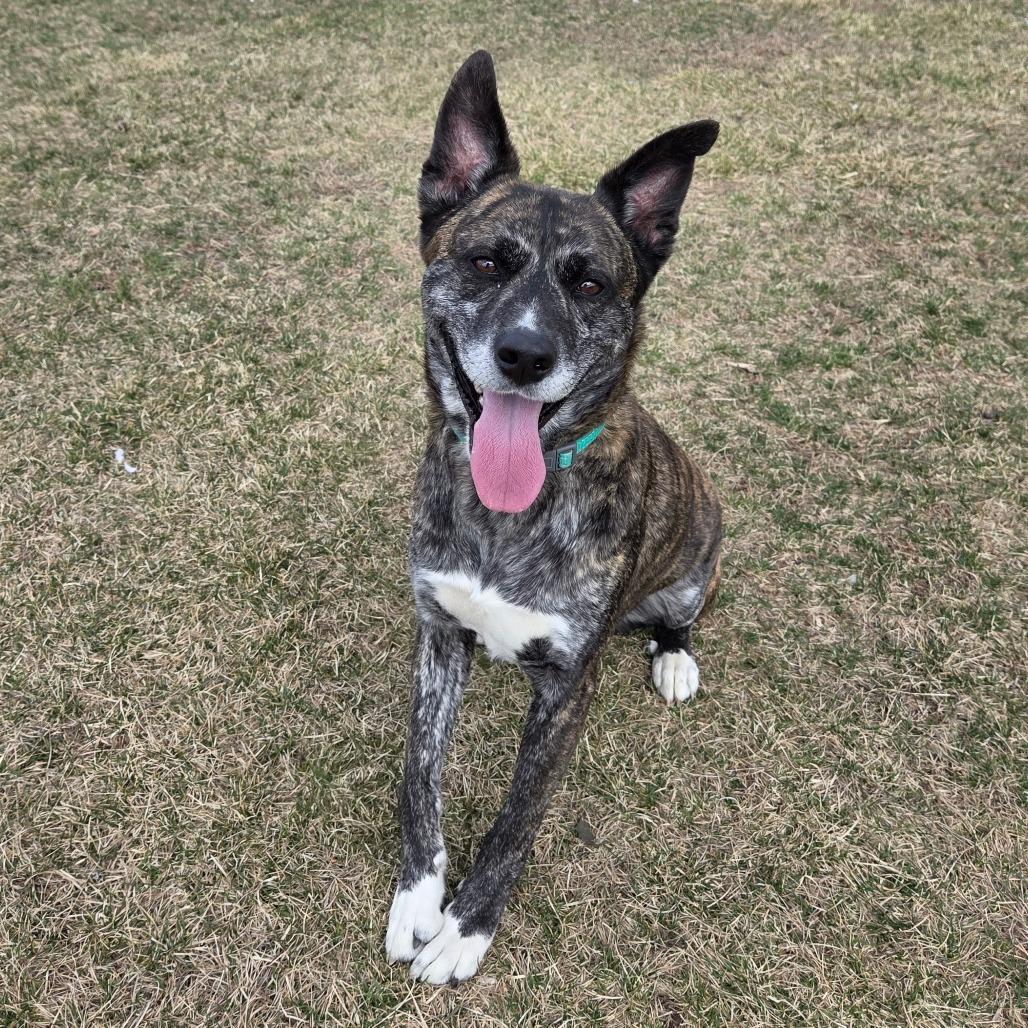 Enlarge Roman, a Adoptable Mixed Breed in Pontiac, IL image 4/6