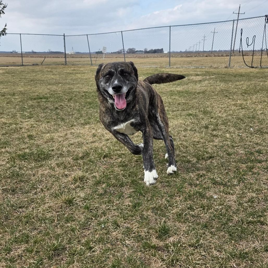 Enlarge Roman, a Adoptable Mixed Breed in Pontiac, IL image 5/6