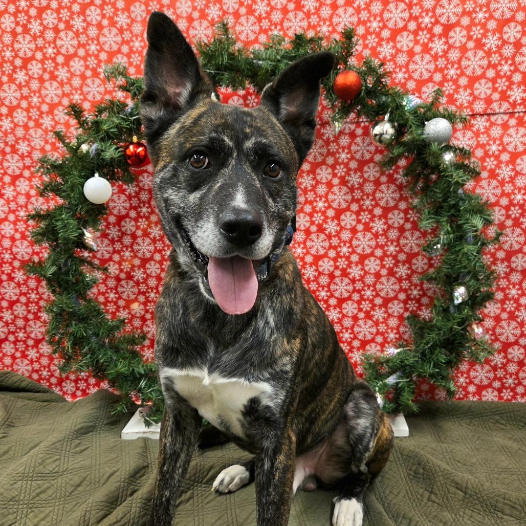 Roman, a Adoptable Mixed Breed in Pontiac, IL image 5/5