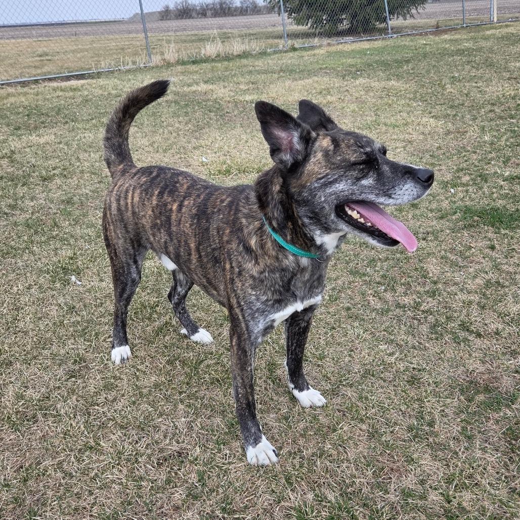 Enlarge Roman, a Adoptable Mixed Breed in Pontiac, IL image 6/6