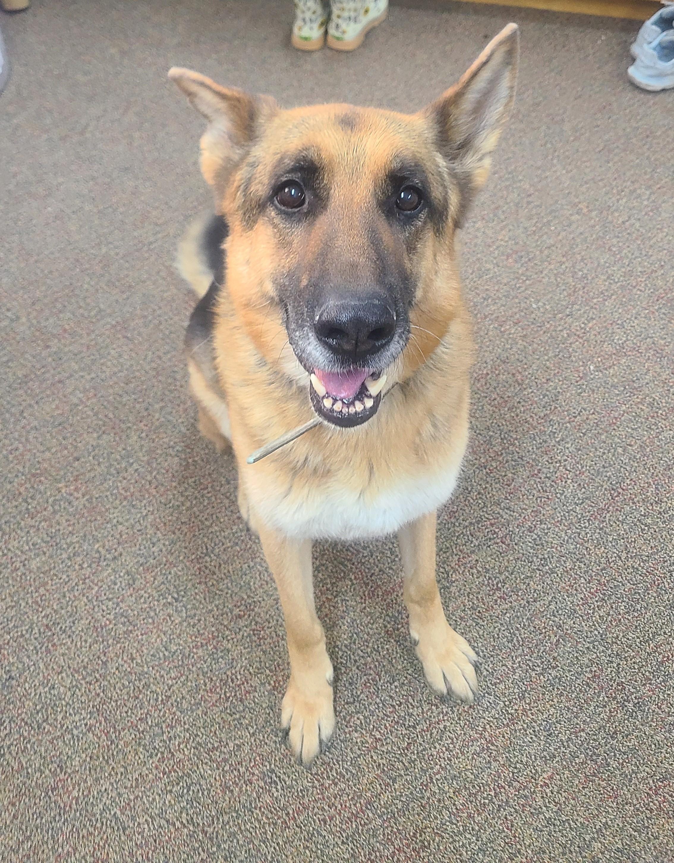 Enlarge Bane, a ADOPTABLE German Shepherd Dog image 1/3