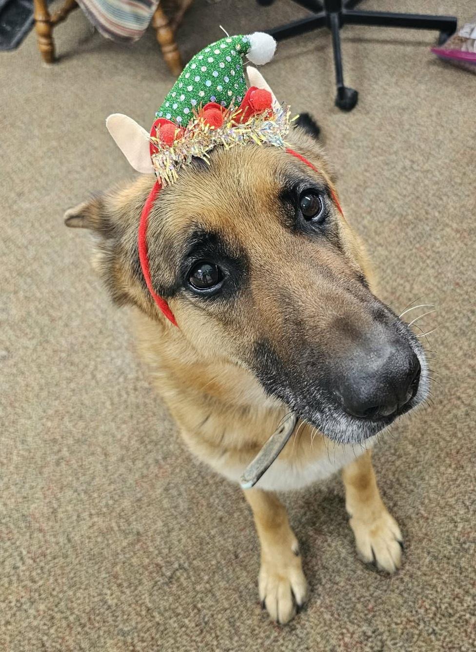 Enlarge Bane, a ADOPTABLE German Shepherd Dog image 2/3