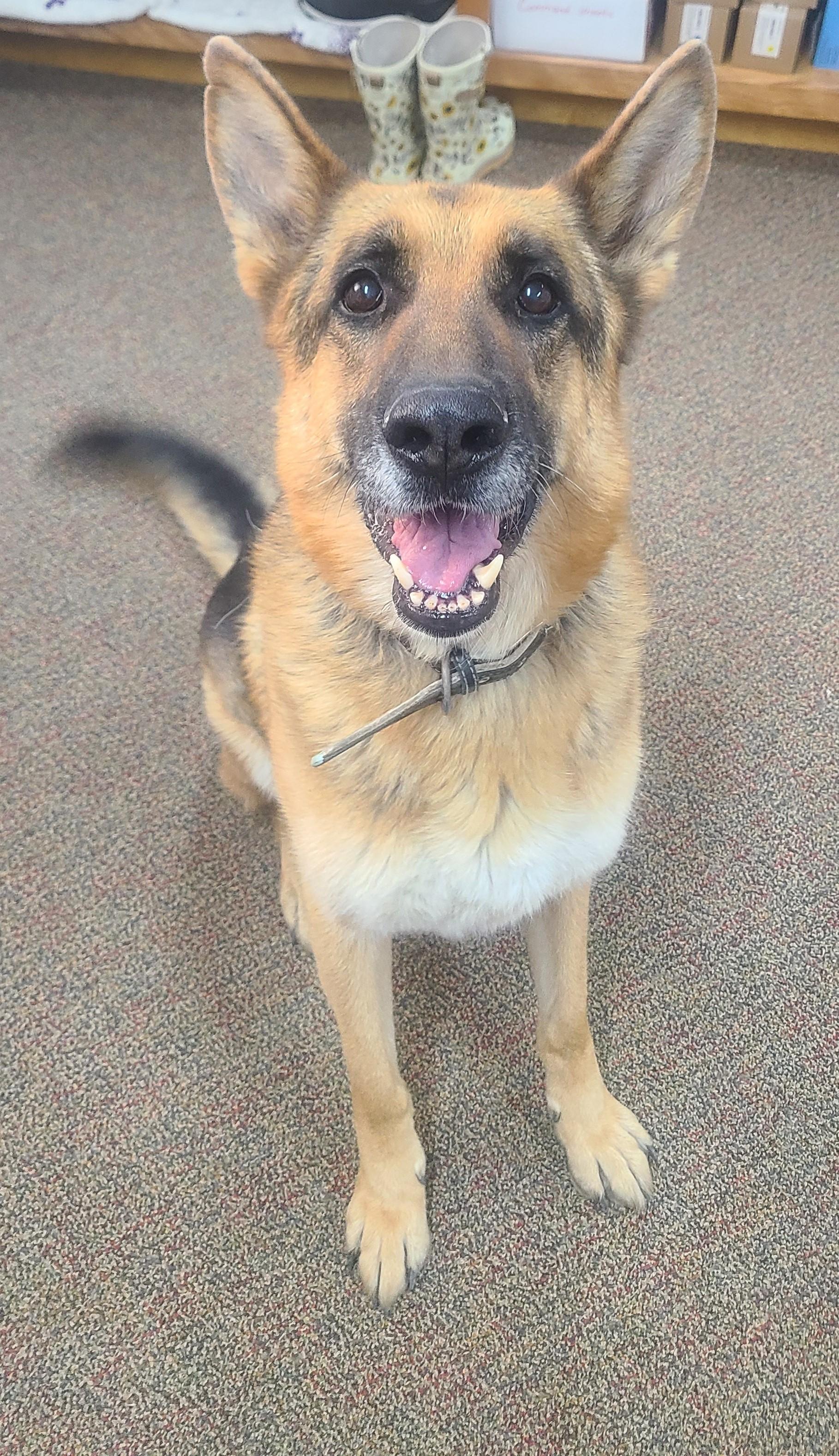 Bane, ADOPTABLE, Adult Male German Shepherd Dog.