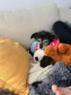 Enlarge Cosi, a Adoptable mixed breed in West Hollywood, CA image 6/6