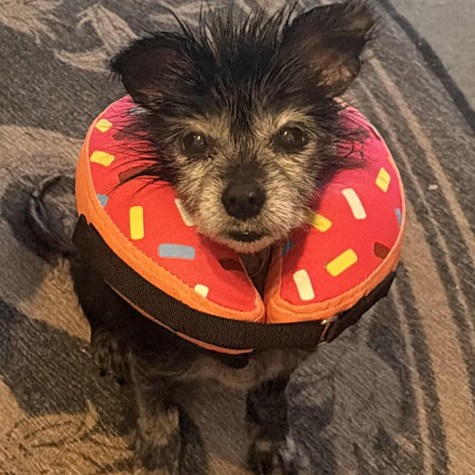 Cosi, Adoptable, Senior Female Terrier & Chihuahua.