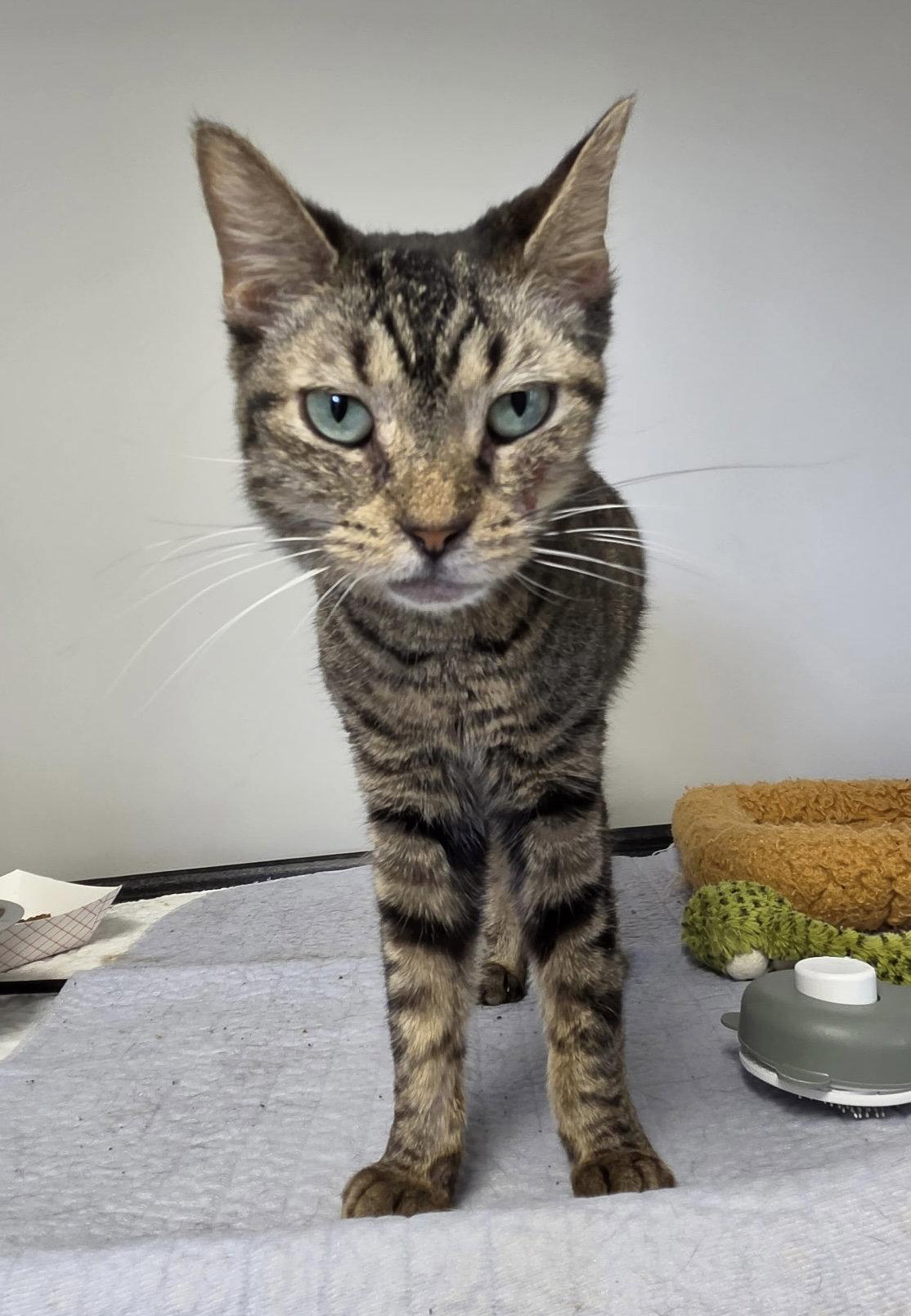 Kellogg, Adoptable, Young Female Domestic Short Hair.