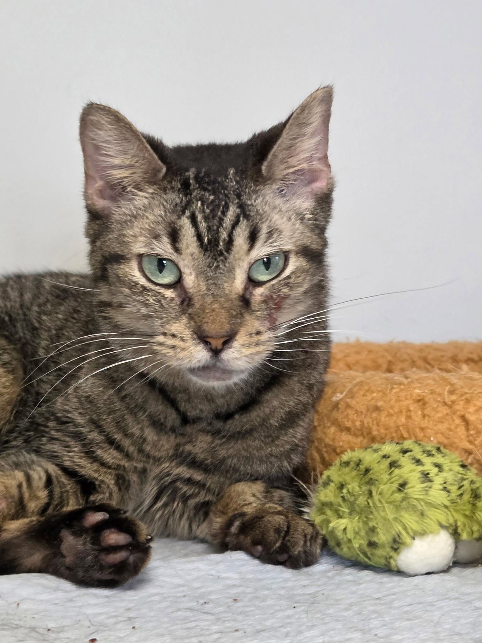 Kellogg, a Adoptable Domestic Short Hair in Satellite Beach, FL image 2/3