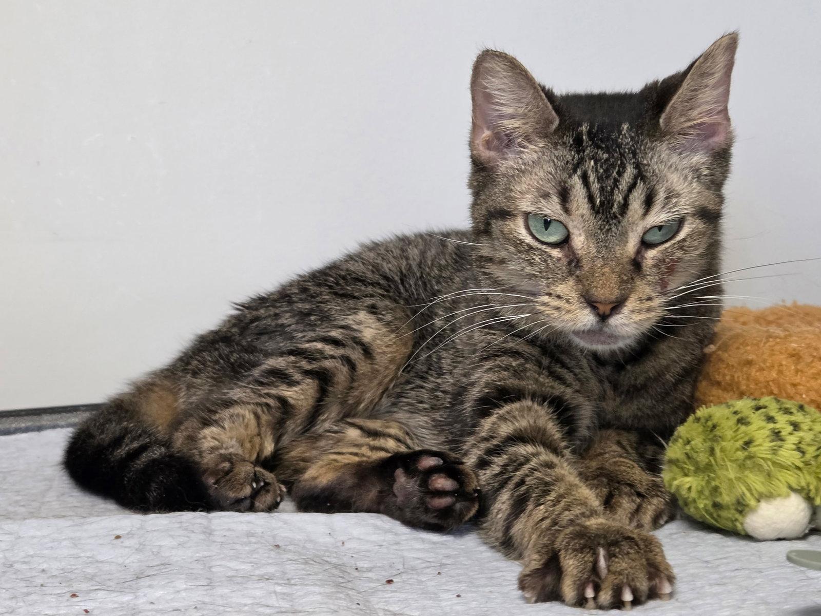 Kellogg, a Adoptable Domestic Short Hair in Satellite Beach, FL image 3/3