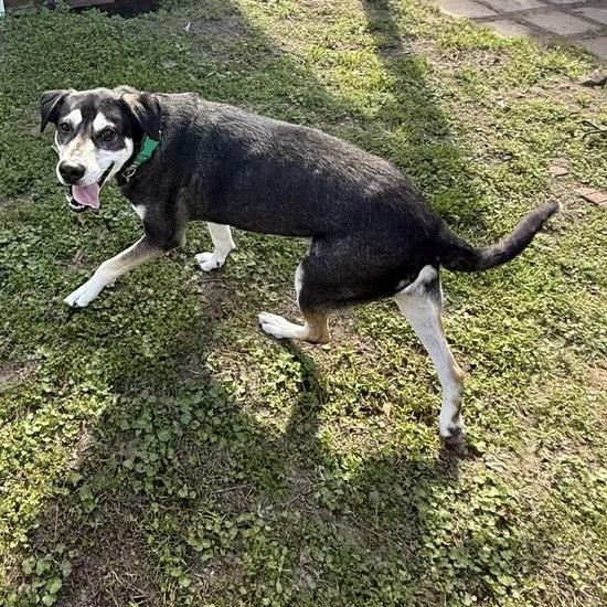 Boli, a Adoptable mixed breed in Houston, TX image 2/6