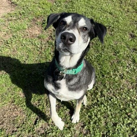 Boli, a Adoptable mixed breed in Houston, TX image 3/6