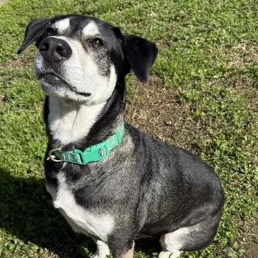 Boli, a Adoptable mixed breed in Houston, TX image 4/6