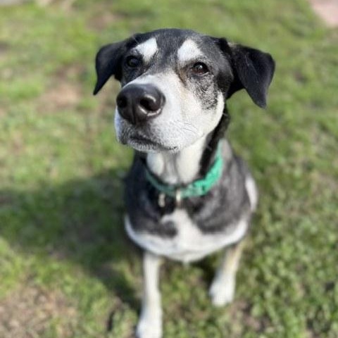 Boli, Adoptable, Adult Male Labrador Retriever & Husky.
