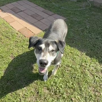 Boli, a Adoptable mixed breed in Houston, TX image 5/6