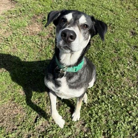 Boli, a Adoptable mixed breed in Houston, TX image 6/6