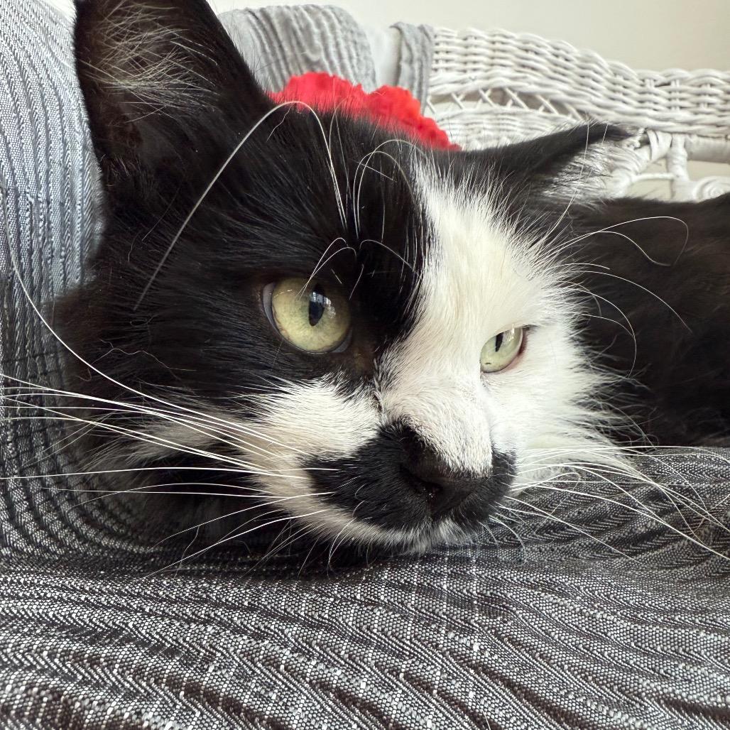 Enlarge Gargamel 55407 FIV+, a Adoptable mixed breed in Eaton Rapids, MI image 1/6