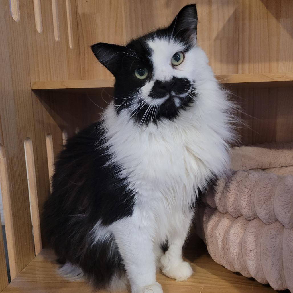 Gargamel  Fiv+ thumbnail 2