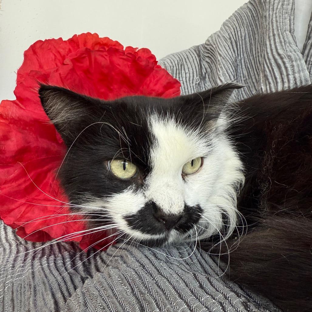 Gargamel  Fiv+ thumbnail 4