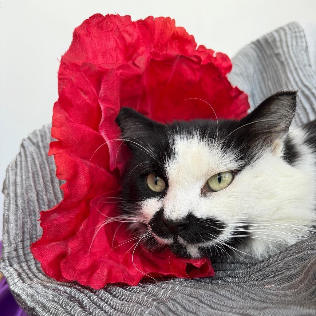 Gargamel  Fiv+ thumbnail 5