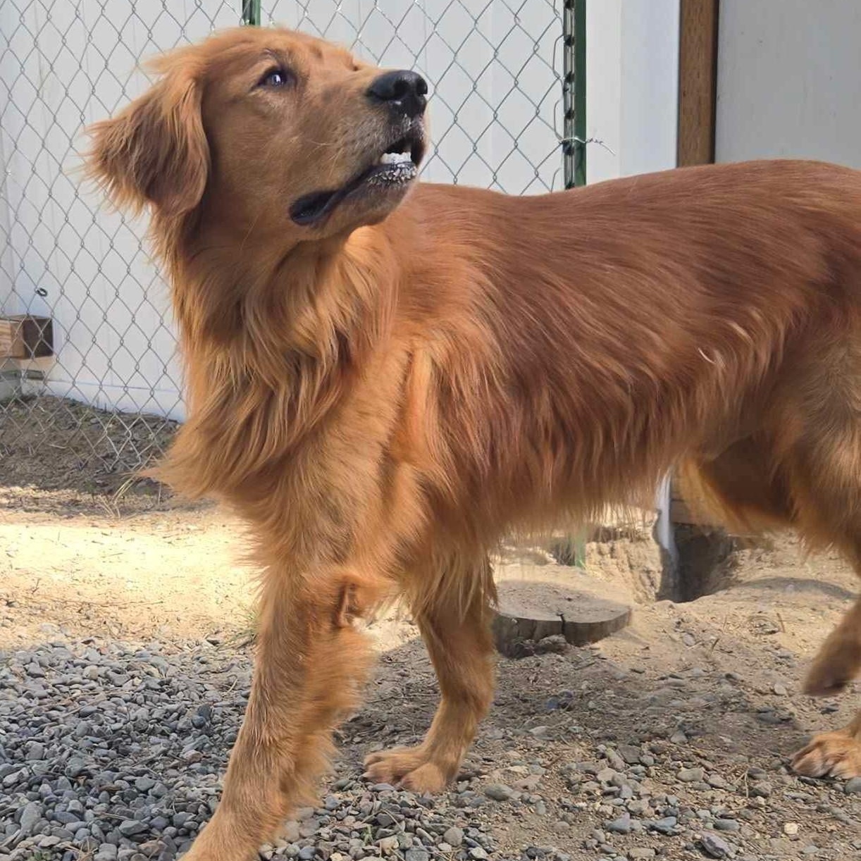 doug golden retriever