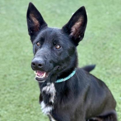 Enlarge Ferdinand, an adoptable mixed breed in Red Bluff, CA image 2/4