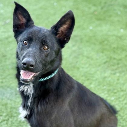 Enlarge Ferdinand, an adoptable mixed breed in Red Bluff, CA image 1/4