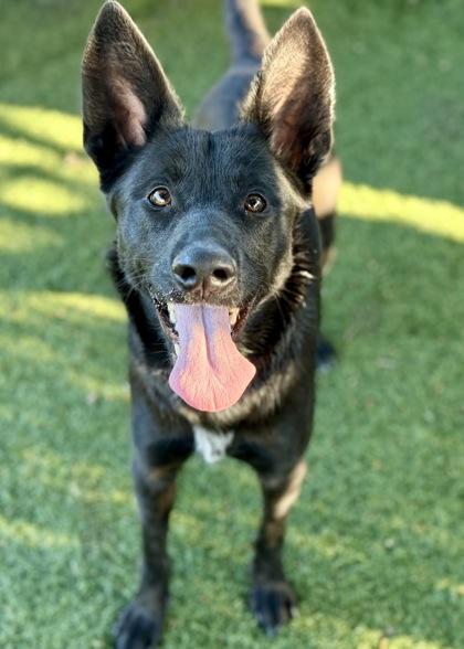 Ferdinand, Adoptable, Young Male Labrador Retriever & Shepherd.