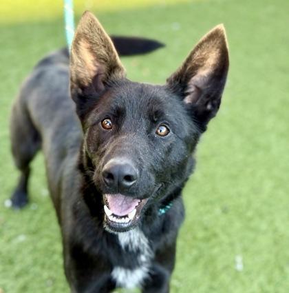Enlarge Ferdinand, an adoptable mixed breed in Red Bluff, CA image 3/4